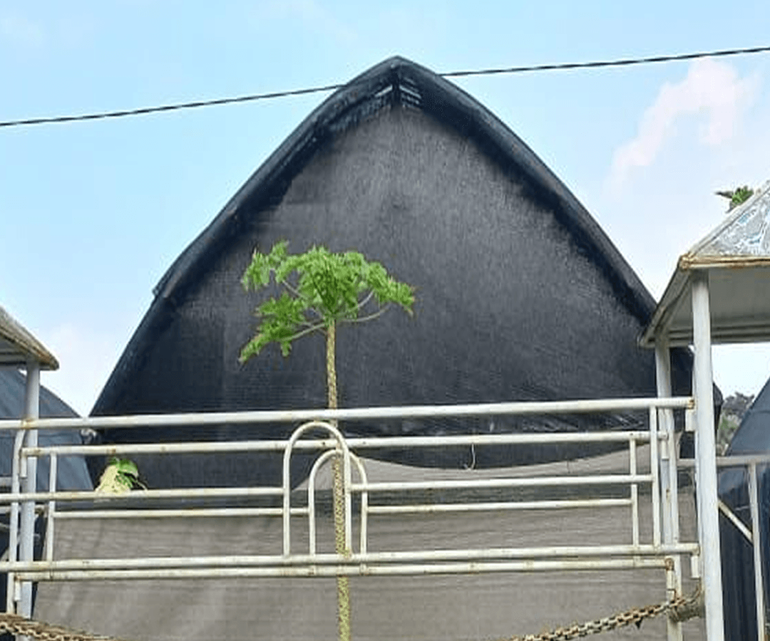 Pembuatan & Sewa Kumbung